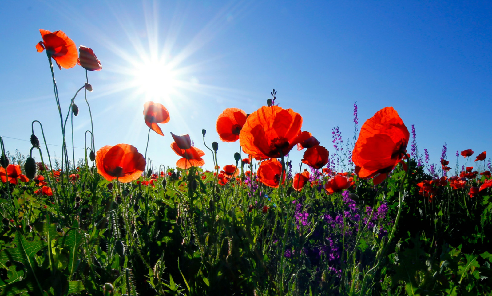 Setting Up Your Garden - The Digital Garden Handbook | Amytis